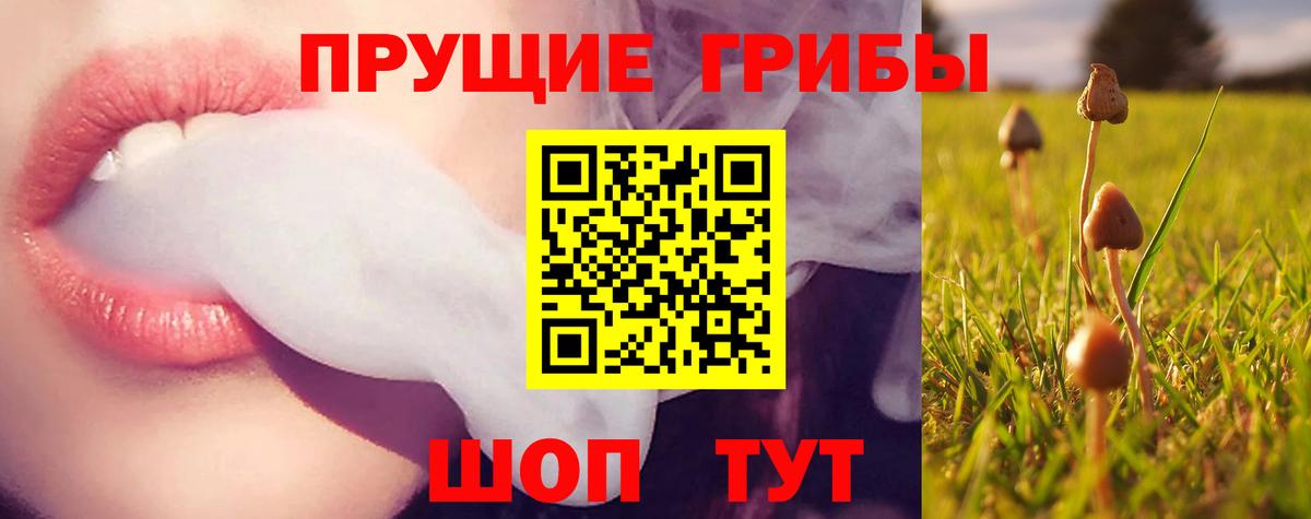 Псилоцибиновые грибы Psilocybine cubensis  Вход с VPN  Всеволожск  Псилоцибиновые грибы Psilocybe 